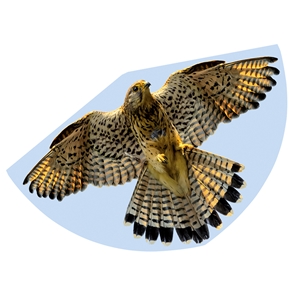 twgfalconkite large jpg