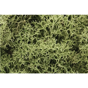 Woodland Scenics - WL161 Spring Green Lichen